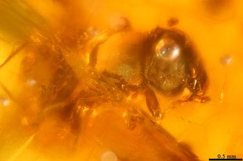 Media type: image;   Entomology PALE-26868